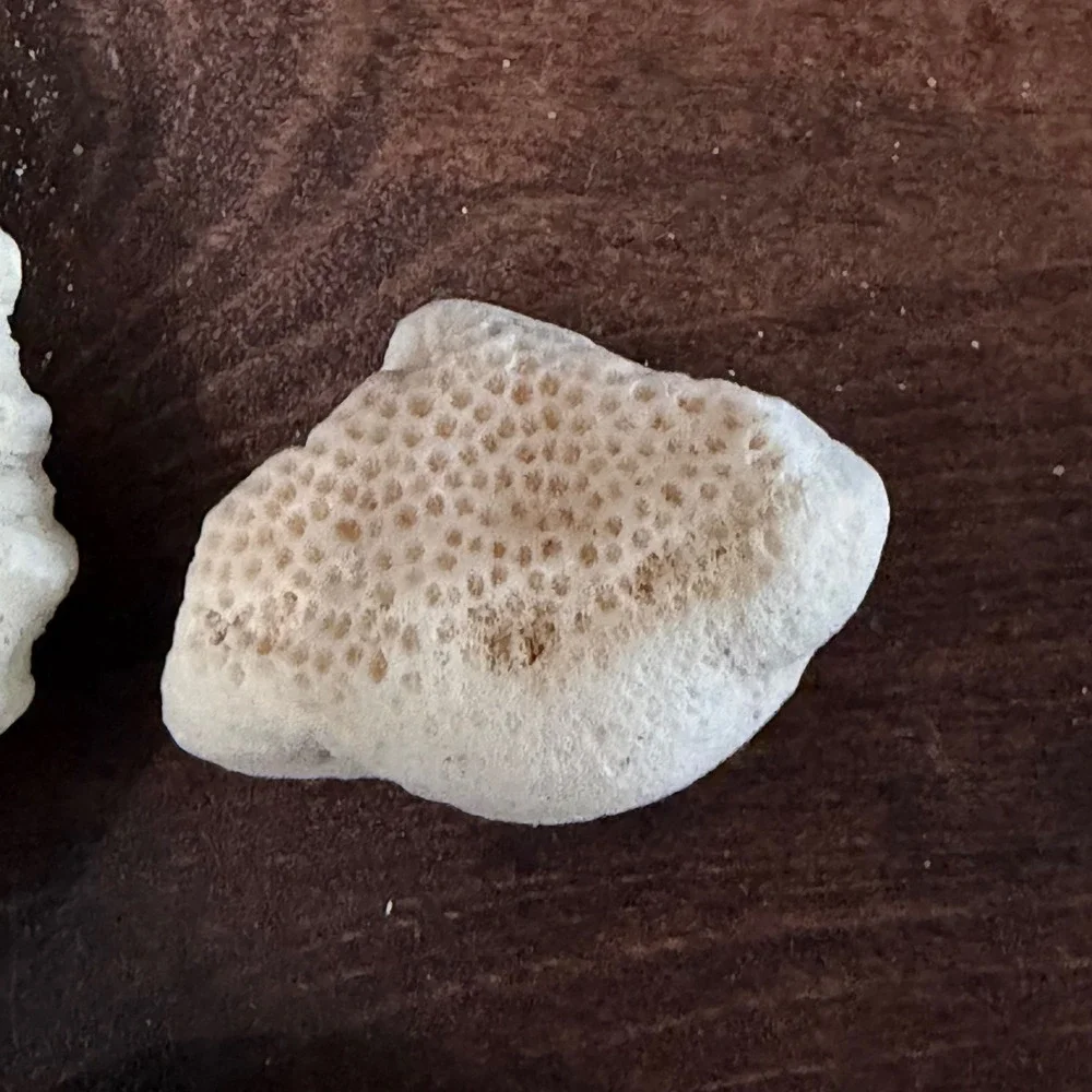 Natural White Brain and Star Coral Fossil Specimen Set 3 Pieces Coastal Decor